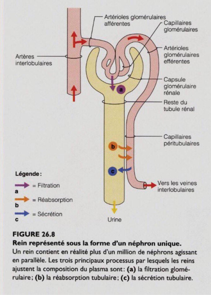 Daurese Rene Phénomène de la diurèse - Elite Health